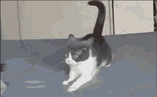 GIF