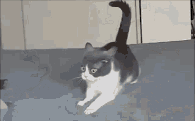 Flashback Cat GIFs | Tenor