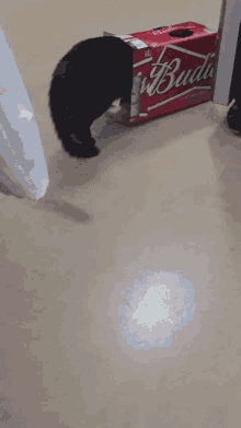 a box of budweiser sits on the floor
