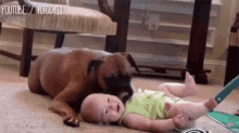 Dogs Babies GIF - Dogs Babies Cuddle GIFs