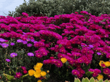 Flowers Pictures GIF - Flowers Pictures GIFs