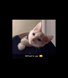 a picture of a cat with the words what 's up under it