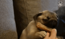 Pug Excited GIF - Pug Excited Yum GIFs