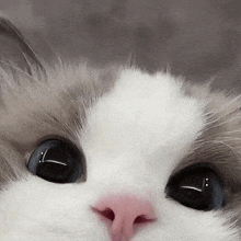 a close up of a cat 's face with a pink nose