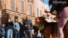 Pull The Pack GIF - Pull The Pack Dog Pulling Rope GIFs