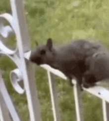 Squirrel What Me GIF - Squirrel What Me GIFs