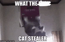Cat Generator GIF
