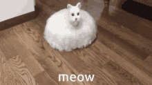 Sagesquad Meow GIF - Sagesquad Meow Cat GIFs