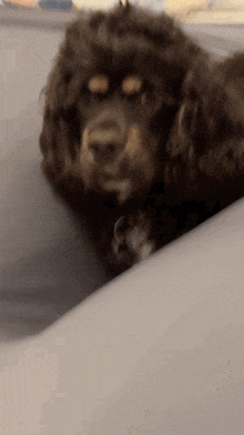 a close up of a dog laying on a couch