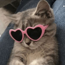 a cat wearing a pair of heart shaped sunglasses .