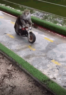 monkey motorcycle let out motorcyclist man motorcycle