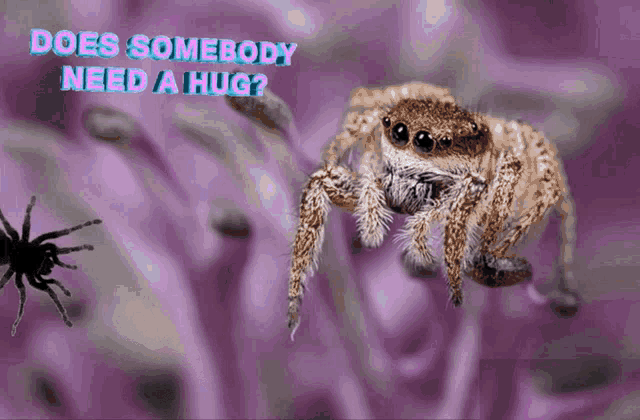 Spider Need Hug GIF - Spider Need Hug Cute - Discover & Share GIFs
