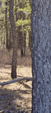 a tree trunk in a forest with a fallen branch