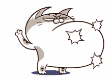 belly cat