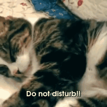 Whatever You Do, Do Not Wake Up This Cat! GIF