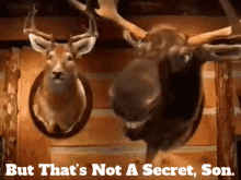 Montanas Moose GIF - Montanas Moose But Thats Not A Secret Son GIFs