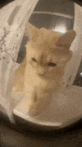 Cat Screams Into Camera GIF - Cat Screams Into Camera GIFs