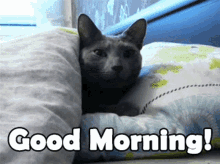 Good Morning Cat GIF - Good Morning Cat Wake Up GIFs