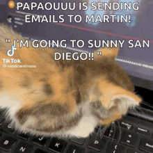 Cat Typing GIF - Cat Typing Discord GIFs