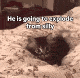 a kitten is laying on a bed with a caption that says he is going to explode from silly