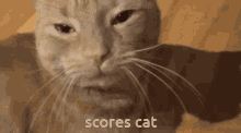 Scores Cat GIF - Scores Cat GIFs