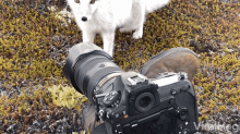 curious fox viralhog intrigued bite camera wild white arctic fox