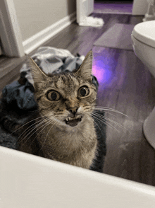 Cat Funny Cat GIF - Cat Funny Cat Funny Face GIFs