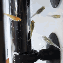 Medaka Ricefish GIF - Medaka Ricefish Japanese Ricefish GIFs