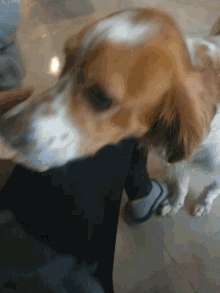 a close up of a dog 's face with a person 's foot in the background