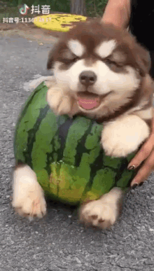 doggie doge alaskan malamut watermelon