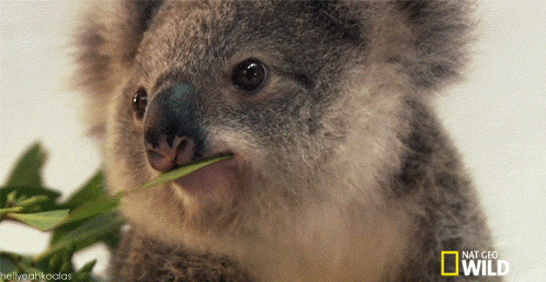 Wink GIF - Cute Adorable Koala - Discover & Share GIFs