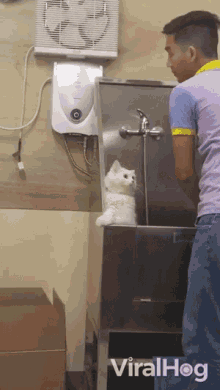 Sweet Cat Bathing Cat GIF - Sweet Cat Bathing Cat Fluffy GIFs