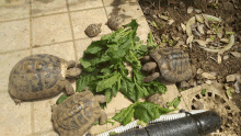 Turtle Tartaruga GIF