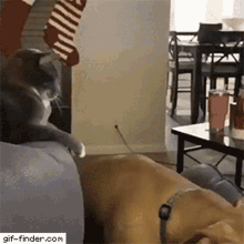 cat vs dog slap gif finder cat dog funny