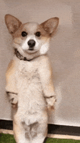 Cachorro Meme GIF - Cachorro Meme Memes GIFs