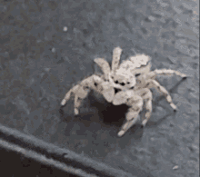 Spider Spidey GIF - Spider Spidey Spider Bro GIFs