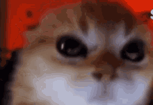 Angry Kitten Angry Kitty GIF