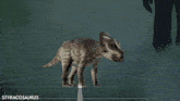a 3d model of a styracosaurus with horns on a grey background