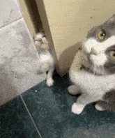 Cat Meme GIF - Cat Meme Goofy Ahh GIFs