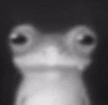 Frog Laughing GIF - Frog Laughing Laughing Frog GIFs