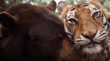 Tiger Bear GIF - Tiger Bear Hug GIFs