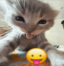 a kitten with its tongue out next to an emoji face