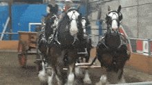 Horses Clydesdale Horse GIF - Horses Clydesdale Horse Draft Horses GIFs
