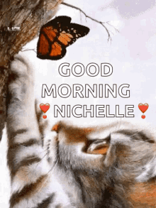 Good Morning Kitty GIF - Good Morning Kitty Butterfly GIFs