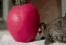 try turtle apple funny lol