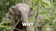 Veramesi Why GIF - Veramesi Why Elephant GIFs