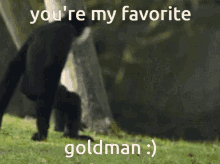 Gibbon Goldman GIF - Gibbon Goldman Favorite GIFs