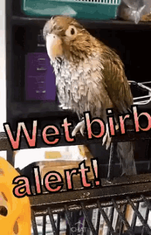Bird Wet Birb Alert GIF - Bird Wet Birb Alert Birb GIFs