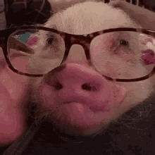 pig glasses adorable cute