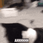 Smart Cat Cat Meme GIF - Smart Cat Cat Cat Meme GIFs